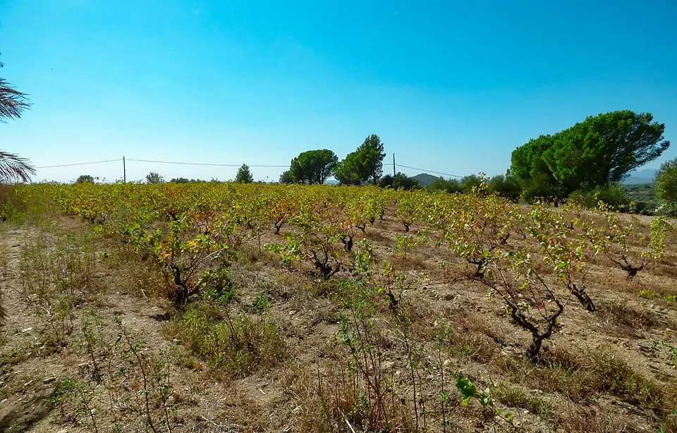 Magnífic habitatge sobre un terreny de 2 Ha a Sant Climent Sescebes