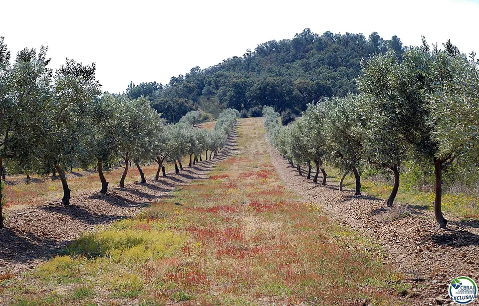 Terrain de 564 m2 pour construire votre maison idéale. Une offre spéciale!