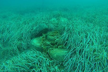 Campaña de retirada de residuos de gran tamaño de las praderas de posidonia